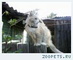 Кот, беспородный 