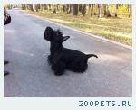 Собака