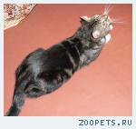 Кот Штрудель