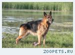 Немецкая овчарка
