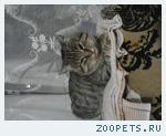 кот баксик