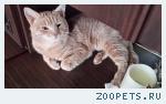 Кот, не породистый