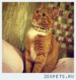Домашний кот