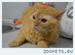 Кот!!!