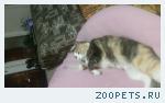 пропала кошка пуня