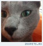 Пропал кот