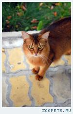 Кот, порода Сомали, 8 лет, мальчик, кастрирован