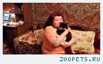 Пропал кот