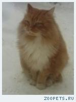 кот Лео