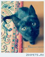 котенок
