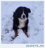 Собака