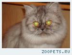 Персидская кошка