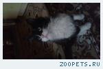 Кот,Домашний кот.