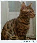 Кот, Бенгальский короткошерстный