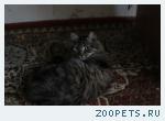 Кошка сибирской породы