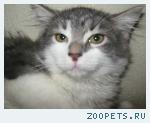 котенок