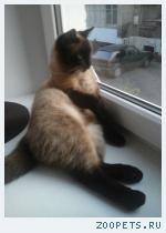 Сиамский кот