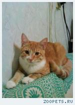 Рыжий кот