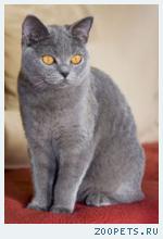 НАЙДЕН КОТ
