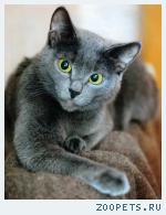 Русский голубой котик