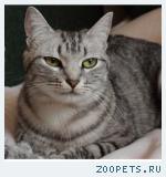 Кошка, душа дома, любимица семьи
