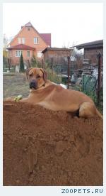 Собака, метис