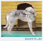 собака