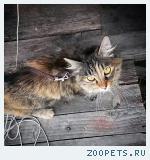 Кошка