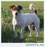 Собака Джек Рассел Терьер