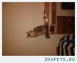 кошка