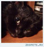 Кот ,черный окрас,кличка Бегемот