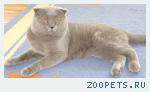 Кот Британец