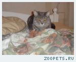 Кот, британец