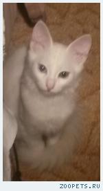 кошка ангора