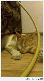 НАЙДЕН кот