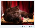 Кот, Британец