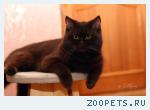 Кот, Британец
