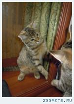 Кошка