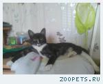 Кот подросток