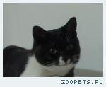 Кот, помесь