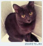 Кот, Метис русской-голубой