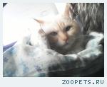 Кот, помесь