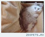 Кот Пушок
