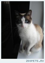Кошка