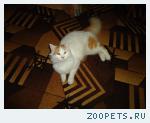 кот пушок