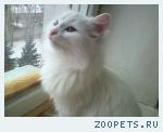 Кот Пушок