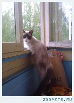 Сиамская кошка
