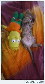 КОШКА , (кот)