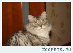 кот, метис