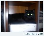 Черный котик